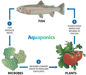Aquaponics Illustrated