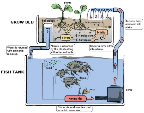 Aquaponics