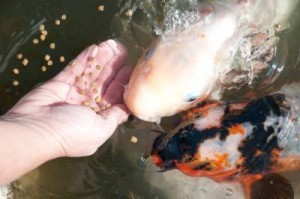 feeding-koi