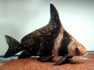 Chinese Hi-Fin Banded Shark