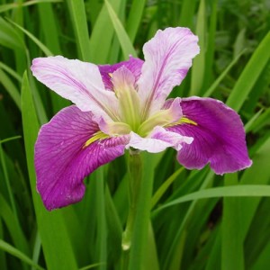 Colorific-Iris