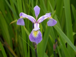 Iris_robusta_Gerald_Darby