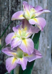 iris-x-louisiana-handmaiden