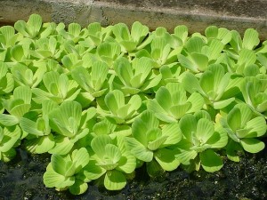 water_lettuce